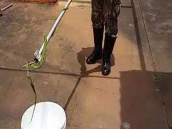 Serpente capturada pelos policiais (Foto:Divulgação)