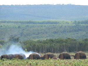 No Brasil, desmatamento do bioma cresceu 9% entre 2012 e 2013 (Foto: Divulgação/SOS Mata Atlântica)