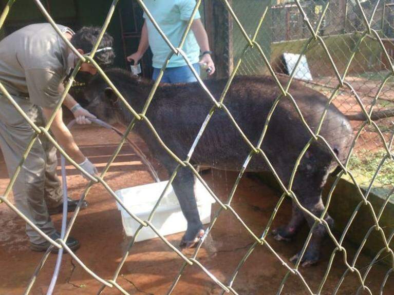 Antas sendo tratada por veterinários. Animal foi resgatado com diversas queimaduras pela PMA no dia 16. (Foto: Divulgação/PMA)