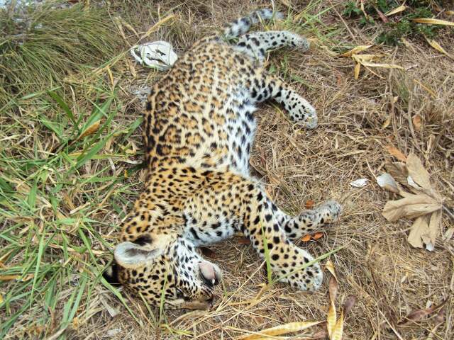 Filhote de onça-pinta foi morto na BR-262 proximo à ponte do rio Paraguai, em Corumbá. (Foto: Divulgação)