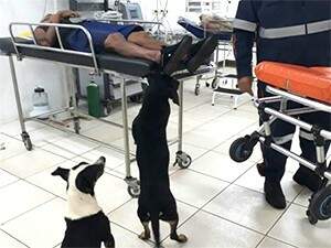 Animais parados à espera do atendimento ao dono.