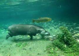 Imagem foi gravada por turista em rio de Bonito. (Foto: Reprodução vídeo)