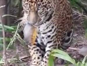 Onça abocanha peixe atirado por pescadores. (Foto: Reprodução do vídeo)