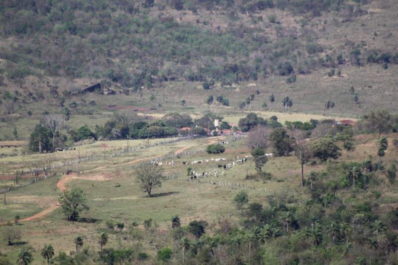 No caminho da sede da Primavera é possível ver ao longe a caixa d'água da casa central e o gado nelore (Foto: Marcos Ermínio)