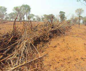 Área desmatada tem 8 hectares. (Foto: Divulgação/PMA)