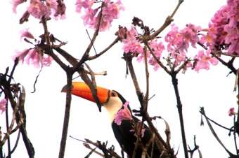 Exposição sobre aves de MS será inaugurada hoje. (Foto: Divulgação)