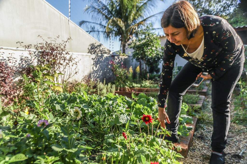 É possível cultivá-las em um horta comum no quintal de casa ou até vasinhos para quem tem pouco espaço no imóvel.