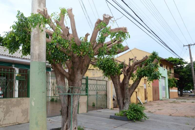 Na rua da Pátria, árvores da espécie fícus foram mutiladas. Estas plantas não são recomendadas para serem utilizadas em arborização urbana.