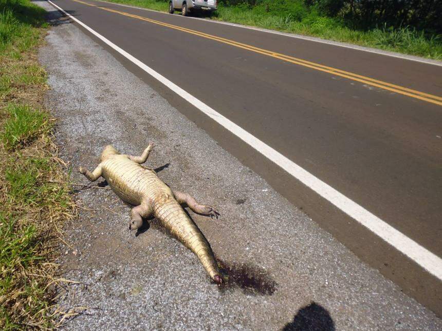 Jacaré é uma das espécies mais atropeladas na BR-262, segundo pesquisadores do ICAS. (Foto: Divulgação)