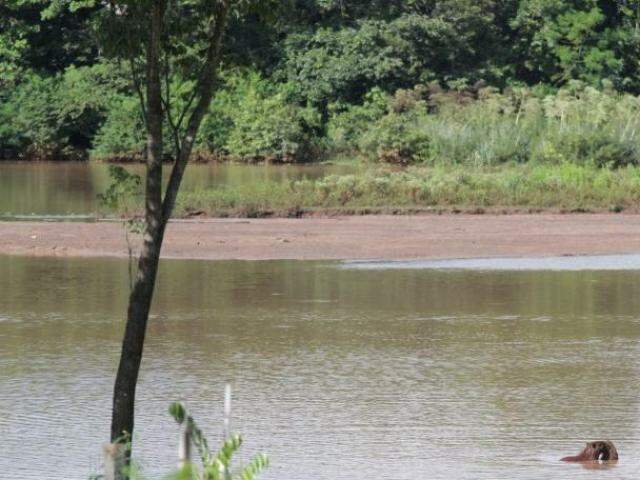 Capivaras se alimentam nas margens do Lago do Amor. Bancos de areia invadem a água e revelam o avançado estado de assoreamento. (Foto: André Bittar)
