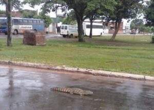 Jacaré passeando pela rua. (Foto: Nova News)