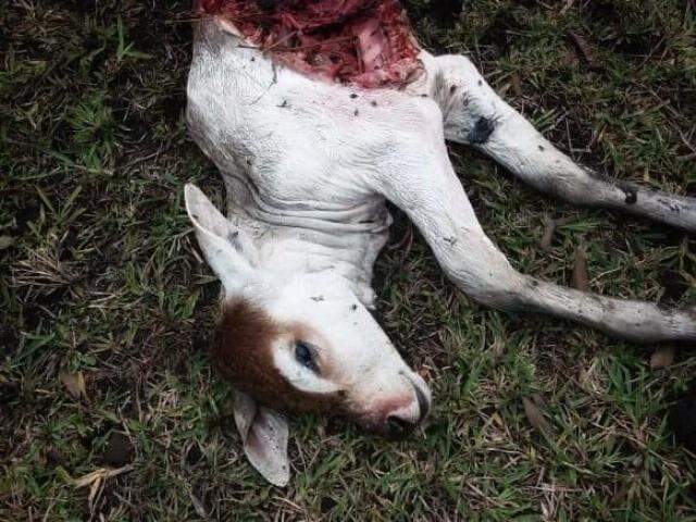 Bezerro atacado na manhã desta segunda-feira (06), em Terenos. (Foto: Aloízo Rodrigues)