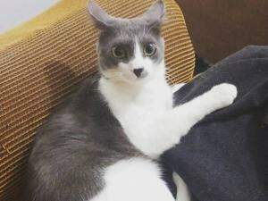 Fotos do gatinho para ajudar na identificação.