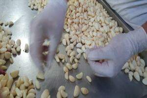 O produto é descascado e selecionado antes de ser embalado (Foto: Arquivo Pessoal)