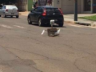 O boneco da rua Bahia...