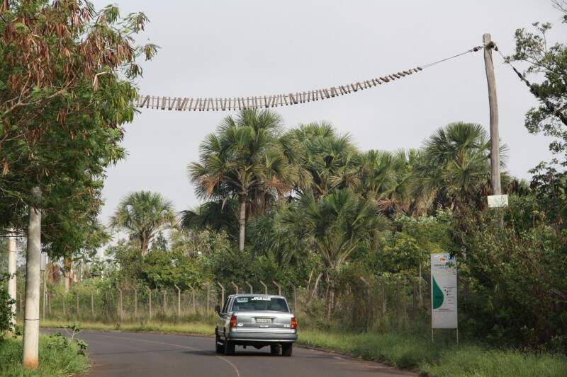 Na saída para Três Lagoas, atrás do Damha I, uma passarela foi feita para os primatas andarem de um lado para o outro da mata, para não correrem o risco de serem atropelados. (Fotos: Marcos Ermínio)