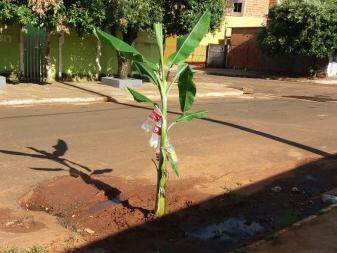 Bananeira foi plantada em buraco em forma de protesto (foto Direto das Ruas)