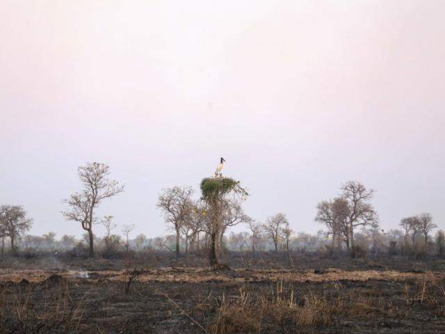 Incêndios intensificados em entre agosto e setembro deste ano impactaram sobre a reprodução de aves como Tuiuiu (Foto: Paulo Francis)