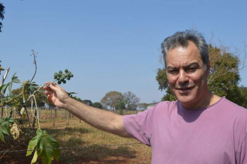 Ricardo segura uma mamona, que também pode ser tóxica para humanos se seu interior for consumido in natura. (Foto: Chloé Pinheiro)