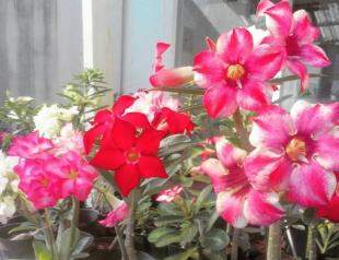 Festival de Rosas do Deserto terá dezenas de cores a partir de R$ 15,00