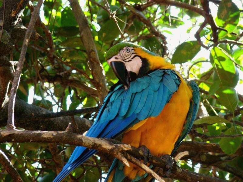 Pantanal de MS ganha destaque com título de abundante e espetacular vida selvagem.(Foto: Divulgação/Mauricio Oliveira)