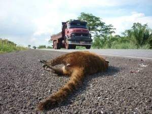 Imagem recorrente de animal morto a beira de rodovia. (Foto: Arquivo/Campo Grande news)