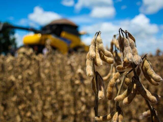 Soja pronta para ser colhida em 2017: 34,75% da produção havia sido previamente vendida até o fim de janeiro (Foto: Marcos Ermínio / arquivo)