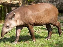 Um animal adulto pode pesar até 250 quilos. (Foto: Divulgação)