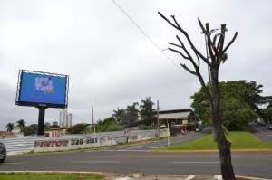 A poda radical foi feita em novembro do ano passado. (Foto: Simão Nogueira)