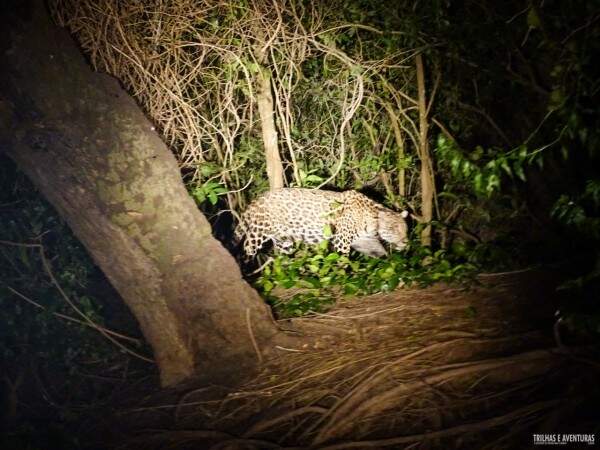Animal estava a poucos metros do hotel que os amigos estavam hospedados. (Foto: Aventureiros/ Divulgação)