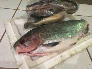Pescado apreendido durante Operação de Carnaval nos rios de Mato Grosso do Sul (Foto: divulgação/PMA)