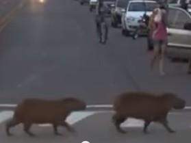 Trecho do vídeo que mostra as capivaras atravessando na faixa. (Foto: reprodução/Facebook)