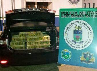 Os PMs realizavam bloqueio na BR-060, em Paraíso das Águas, quando abordaram um veículo Toyota Corolla, onde estavam 860 animais. (Foto: Divulgação PMA)