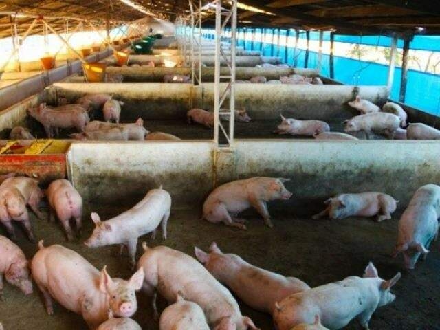 Mato Grosso do Sul possui cerca de 300 mil animais na fase de engorda, que estão deixando de ganhar cerca de um quilo por dia. (Foto: Arquivo)