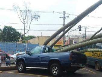 Caminhonete foi bastante danificada pelos troncos da árvore (Foto: Direto das Ruas)