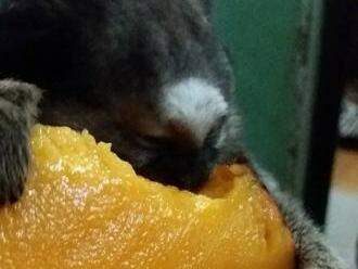 Macaco estava desidratado e fraco quando foi encontrado (Foto: Carla Coelho)