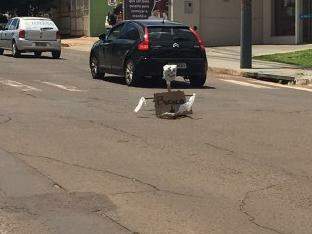 Boneco foi colocado em buraco no meio da rua. (Foto: Direto das Ruas)