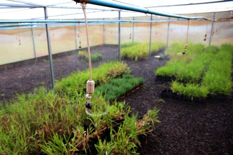 Em estufas da Embrapa Gado de Corte, cultivares são submetidas à irrigação igual a que ocorre naturalmente na natureza