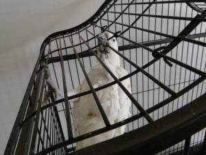 Ave conhecida por cacatua apreendida com traficantes pela PF em 2011. (Foto: divulgação PF)