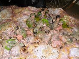 Filhotes de papagaio apreendidos pela PMA. (Foto: divulgação)