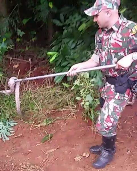 PMA foi até o bairro e capturou cobra após agentes de limpeza da prefeitura a encontrarem numa árvore (Foto: Assessoria/PMA)