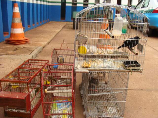 Os pássaros apreendidos na Vila Eliane, em Campo Grande, foram levados para o Cras. (Foto: divulgação).
