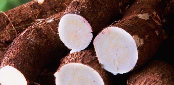 Fecularia vai investir R$ 12,4 milhões e gerar 240 empregos em Anaurilândia