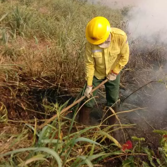 Autoridades e ONGs trabalham diariamente para criar medidas preventivas para combate a incêndios florestais. 