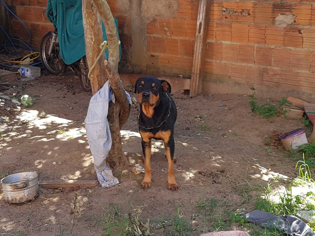 C&atilde;o foi preso a corrente depois do ataque ao menino Myckael. (Foto: Direto das Ruas)