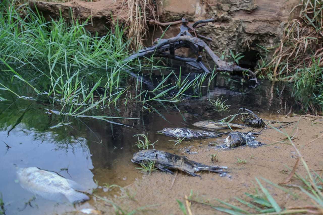 Tilápias exóticas foram encontra mostas em lagoa (Foto: Marcos Maluf)
