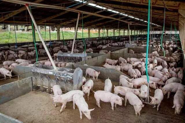 Produção de suínos está em alta em Mato Grosso do Sul (Foto: Arquivo)