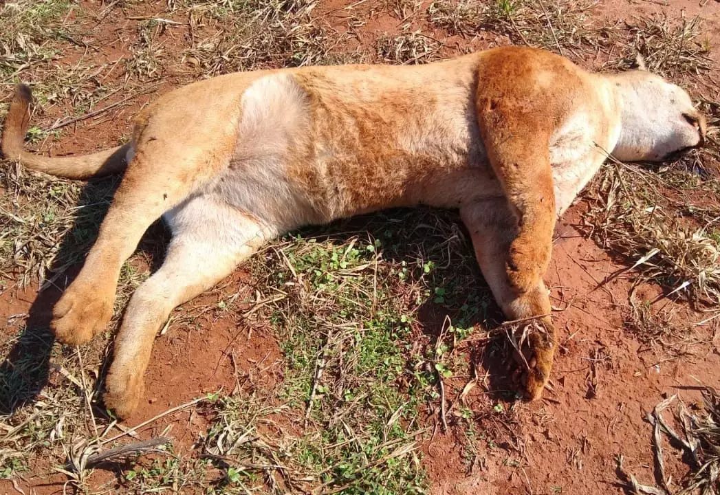 Animal foi atropelado na MS-156, próximo à Amambai. (Foto: A Gazeta News)