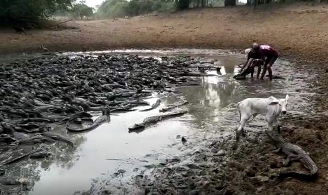 The wetland has dried up and the alligators are fighting over what is left of the water.  (Photo: video playback)