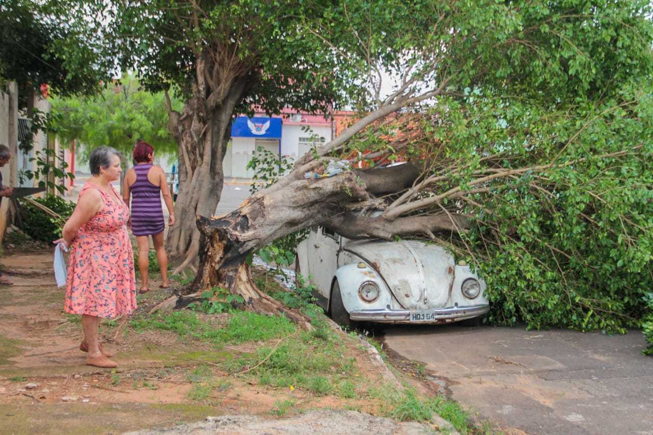 Na chuva do último domingo, árvore caiu em cima de fusca abandonado na Rua Macapá (Foto: Marcos Maluf) 